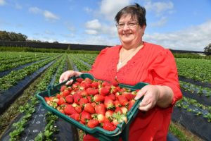 Strawberry and cherry fest returns