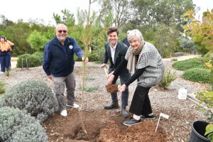 Botanic Garden adds historic pine