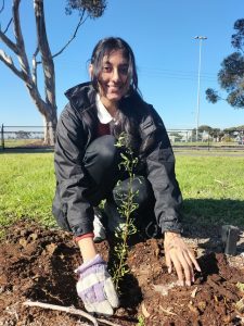 Trees for schools