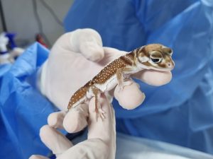 Fine for illegal wildlife trader