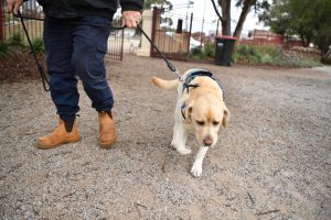 Dogs offer assistance