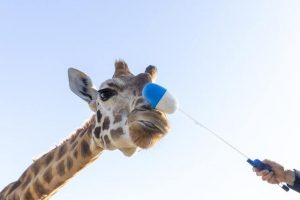Giraffes learn important lesson