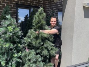 Reusing old Christmas trees to bring holiday joy
