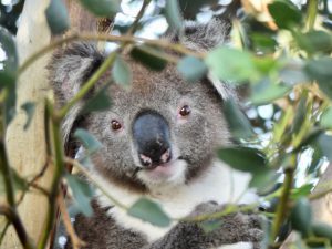 Australia Koala Foundation to re-launch Democracy Booklet