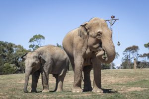 Asian elephants reunite at Werribee zoo