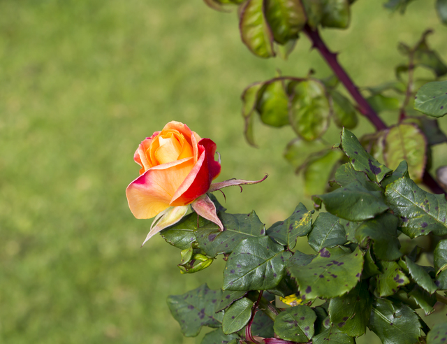 Rosegen_457658_01.jpg