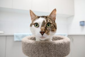 Looking for fur-ever homes