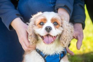 Calls for vigilance against missing pet trolls