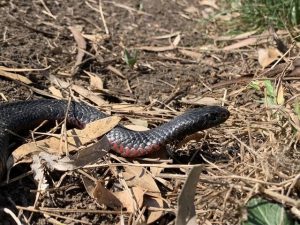 Be prepared for snakes: Paramedics