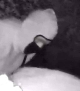 Hillside aggravated burglary under investigation