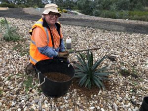 American garden shaping up