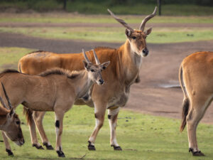 Little eland, big future