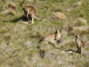 Numbers down for bird walk