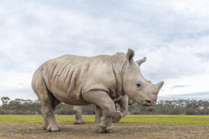 Rhino adds important asset