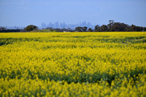 Canola blooming in Diggers