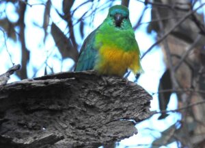 Exploring Eynesbury Woodland