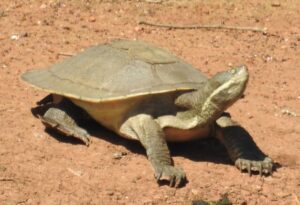 From concrete to Cormorants
