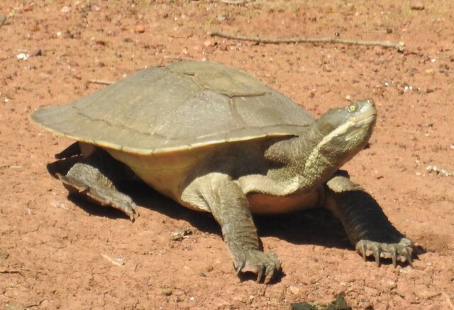 From concrete to Cormorants