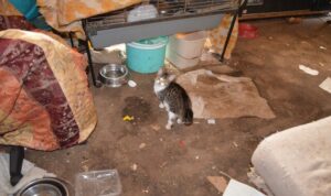 Melton woman charged for animal cruelty