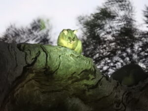 Eyes peeled for a possum