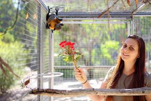 Fruit nets more than bats can bear