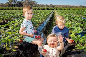 Festival fun bears fruit