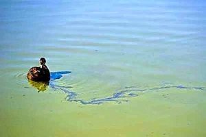 Algae warning for reservoir