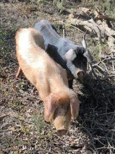 ‘Dumped’ pigs found in Wombat State Forest near Bullengarook