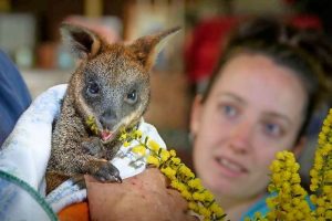 Wild night in the marsh for BADGAR Wildlife Rescue