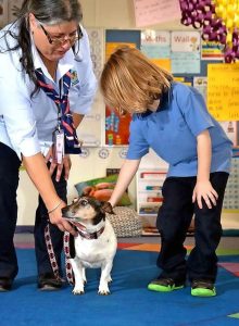 Staying safe with pets