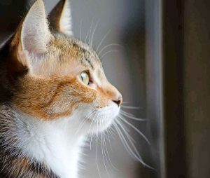 Moorabool ponders cat curfew